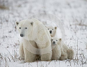 Polar bear with a cubs in the tundra. Canada.