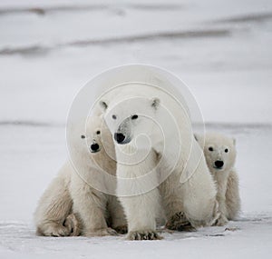 Polar bear with a cubs in the tundra. Canada.