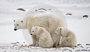 Polar bear with a cubs in the tundra. Canada.