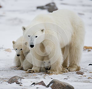 Polar bear with a cubs in the tundra. Canada.