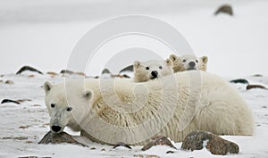 Polar bear with a cubs in the tundra. Canada.