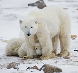 Polar bear with a cubs in the tundra. Canada.