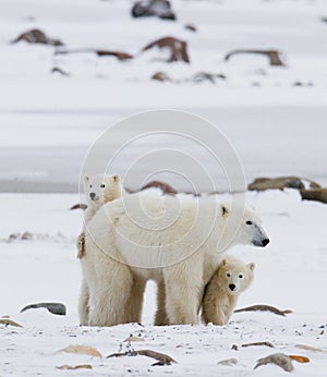 Polar bear with a cubs in the tundra. Canada.