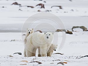 Polar bear with a cubs in the tundra. Canada.