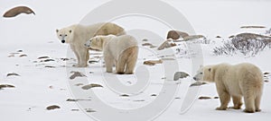 Polar bear with a cubs in the tundra. Canada.