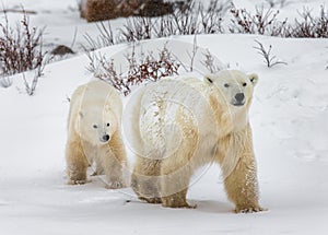 Polar bear with a cubs in the tundra. Canada.