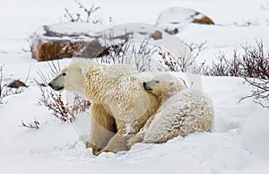 Polar bear with a cubs in the tundra. Canada.