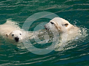Polar bear cubs in the water