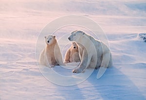 Polar bear and cubs in weak Arctic sunlight