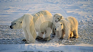 Orso polare cuccioli da 