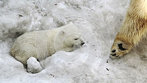 Polar She-bear cuddling to bear baby