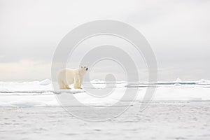 Polar bear dancing fight on the ice. Two bears love on drifting ice with snow, white animals in nature habitat, Svalbard, Norway.