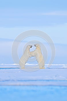 Polar bear dancing fight on the ice. Two bears love on drifting ice with snow, white animals in nature habitat, Svalbard, Norway.