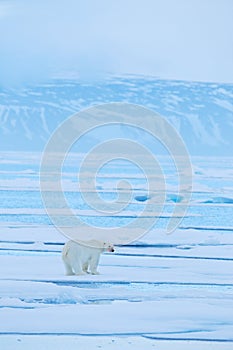 Polar bear dancing fight on the ice. Two bears love on drifting ice with snow, white animals in nature habitat, Svalbard, Norway.