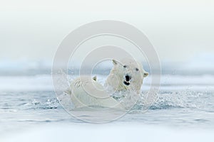 Polar bear dancing on the ice. Two Polar bears love on drifting ice with snow, white animals in the nature habitat, Svalbard,