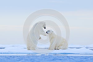 Polar bear dancing on the ice. Two Polar bears love on drifting ice with snow, white animals in the nature habitat, Svalbard,