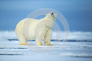 Polar bear, dangerous looking beast on the ice with snow in north Russia