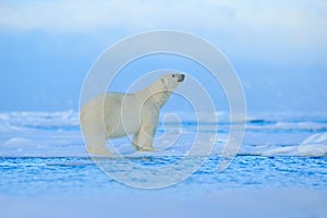 Polar bear, dangerous looking beast on the ice with snow in north Russia, nature habitat