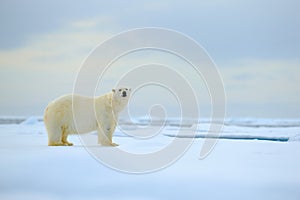 Polar bear, dangerous looking beast on the ice with snow in north Russia, nature habitat