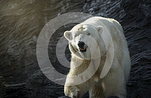 Polar bear, dangerous looking beast in the zoo.