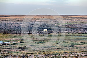 Polar bear in dark and lifeless Arctic desert.