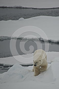 Polar bear descending ice floe in Arctic