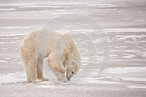 Polar Bear Digging for Food on Ice