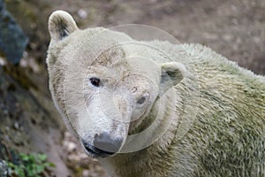 Polar bear with dirty fur on a rock