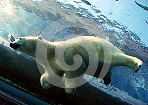 Polar Bear Dive in Water