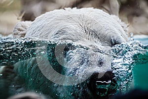 A polar bear dives under the water