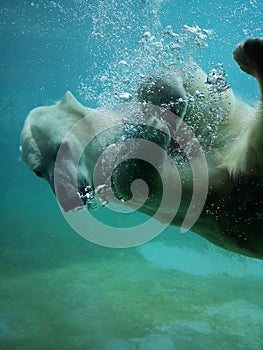 Polar bear diving underwater