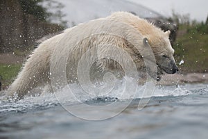 Polar bear diving into water