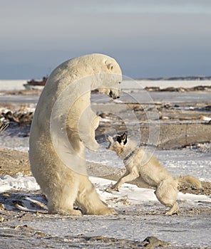 Polar Bear and dog