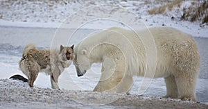 Polar bear and dog