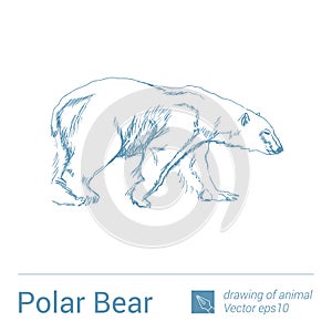 Polar bear, drawing of animals, vectore
