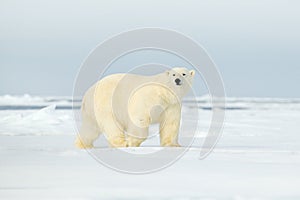 Polar bear on drift ice edge with snow a water in Arctic Svalbard. White animal in the nature habitat, Norway. Wildlife scene from photo