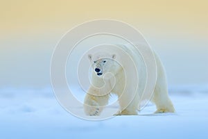 Polar bear on drift ice edge with snow and water in Manitoba, Canada. White animal in the nature habitat. Wildlife scene from natu