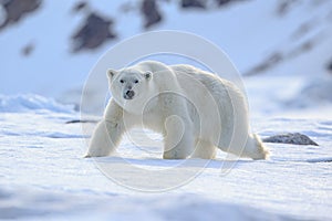 Polar bear on drift ice edge with snow and water in Norway sea. White animal in the nature habitat, Europe.