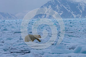 Polar bear on drift ice edge with snow and water in Norway sea. White animal in the nature habitat, Europe.
