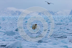 Polar bear on drift ice edge with snow and water in Norway sea. White animal in the nature habitat, Europe.