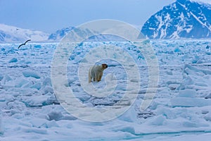 Polar bear on drift ice edge with snow and water in Norway sea. White animal in the nature habitat, Europe.