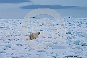 Polar bear on drift ice edge with snow and water in Norway sea. White animal in the nature habitat, Europe.