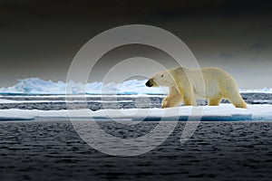 Polar bear on drift ice edge with snow and water in Norway sea. White animal in the nature habitat, Europe. Wildlife scene from