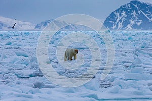 Polar bear on drift ice edge with snow and water in Norway sea. White animal in the nature habitat, Europe.