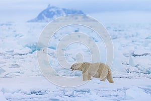 Polar bear on drift ice edge with snow and water in Norway sea. White animal in the nature habitat, Europe.