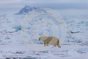 Polar bear on drift ice edge with snow and water in Norway sea. White animal in the nature habitat, Europe.