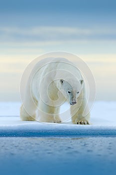 Polar bear on drift ice edge with snow and water in Norway sea. White animal in the nature habitat, Europe. Wildlife scene from na