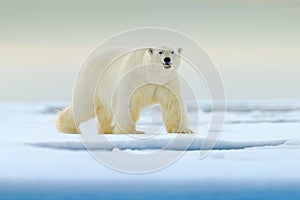 Polar bear on drift ice edge with snow and water in Norway sea. White animal in the nature habitat, Europe. Wildlife scene from na