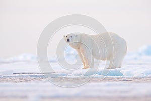 Polar bear on drift ice edge with snow and water in Norway sea. White animal in the nature habitat, Svalbard, Europe. Wildlife
