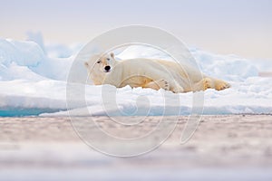 Polar bear on drift ice edge with snow and water in Norway sea. White animal in the nature habitat, Svalbard, Europe. Wildlife